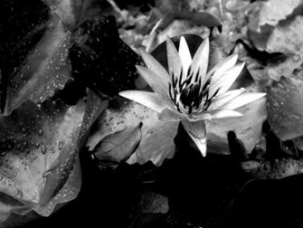 Wallpaper Nature Plante Et Fleur HD