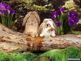 Rabbit Screen Saver Desktop Savers Other