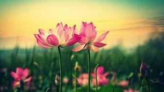Desktop Wallpaper With Beautiful Pink Lotus Flower HD