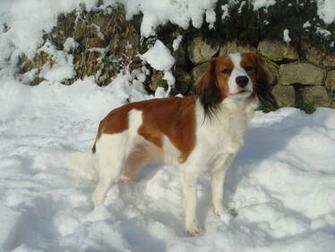 Winter Kooikerhondje Dog Wallpaper HD Res