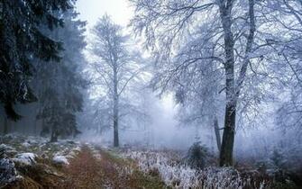 Path Trail Grass Trees Forest Winter Fog Mist Wallpaper Background