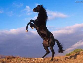 HD Animals Wallpaper Wild Horses Running