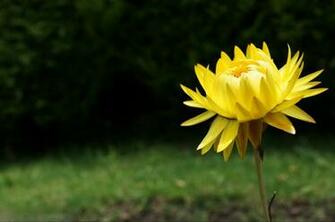 Single Yellow Flower Desktop Background Wallpaper