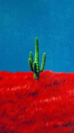 Heres A Cactus Wallpaper Travisscott