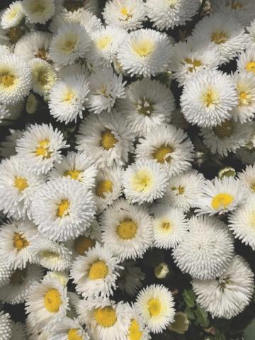 Flowers Aesthetic Pictures Image