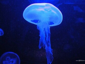 Jellyfish Wallpaper Animals Town