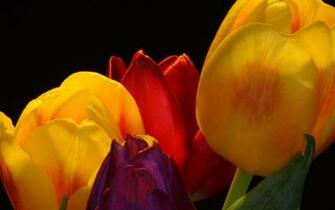 Wallpaper Photographic Of Tulip Theme