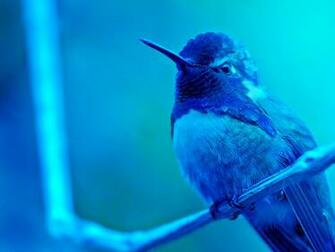 Beautiful Birds Wallpaper Creative Gag