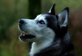 Wallpaper Dog Siberian Husky Desktop Animals Goodwp