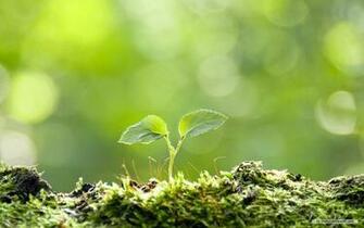 Nature Wallpaper Windows Themes Landscape