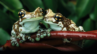 Frog Wallpaper