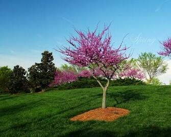 Trees In Bloom Wallpaper Photo Kate Net Created