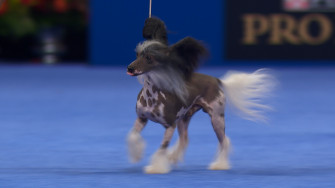 Chinese Crested National Dog Sy Group Nbc Sports