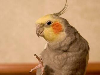 Cockatiel Wallpaper