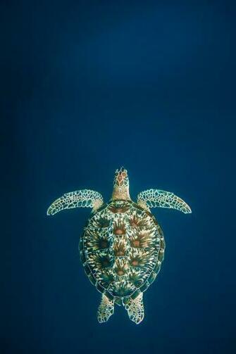 Snorkeling With Sea Turtles On Gili Trawangan Underwater Photo