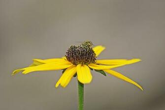 Bee HD Wallpaper Background