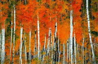 Aspen Tree Quakingaspen Trees Wallpaper