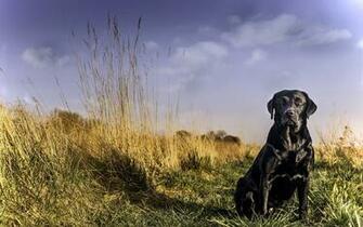 Labrador Retriever Computer Wallpaper Desktop Background