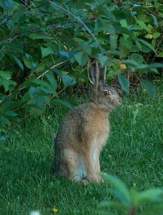 Hare Wallpaper