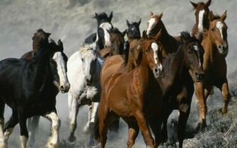 Running Horse Wallpaper White Horses For Desktop