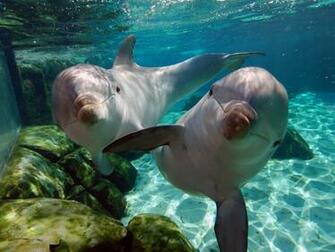 Dolphin Wallpaper Desktop Image Background Jpg