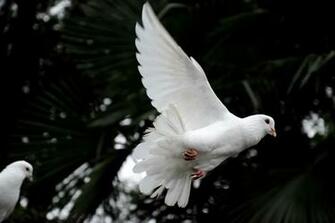 Dove Pictures HD Image Stock Photos On