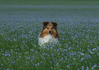 Shetland Sheepdog Puppies Information New Dog Funny Pet Pictures
