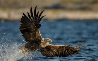Eagle Wallpaper HD Image Eagles