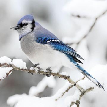 Of The Best iPad Winter Wallpaper Blue Jay Bird