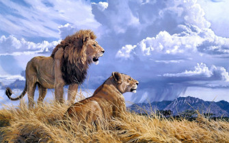 Lion Animals Wallpaper HD