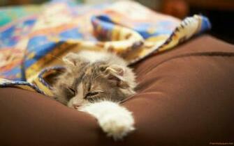 Lazy Cat Wallpaper Freshwallpaper