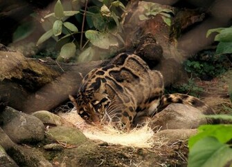 Clouded Leopard Wallpaper