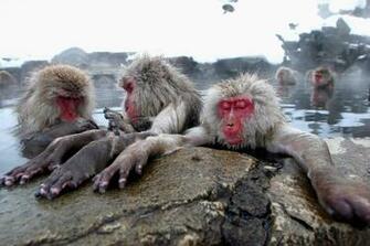 Windows Wallpaper Japanese Macaque