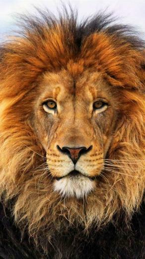 Lion Face Close Up iPhone Wallpaper 5s