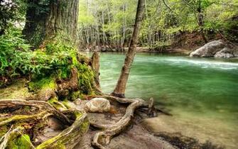 Wood Forest Widescreen Original Wallpaper HD