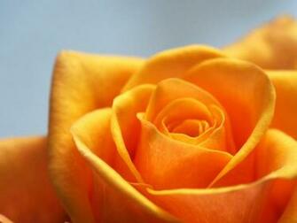 Floral Minimal Flower Nature Wallpaper
