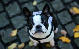 French Bulldog Computer Wallpaper Desktop Background