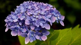 Purple Hydrangea High Quality And Resolution Wallpaper