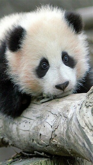 Wallpaper Background Baby Panda Bears Pandas