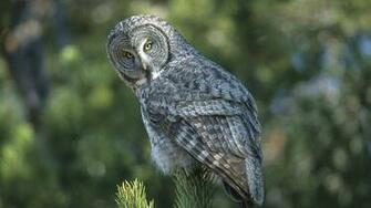 Owl Full HD Wallpaper Desktop