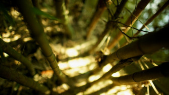 Nature Bamboo HD Wallpaper