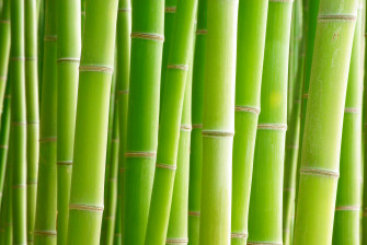 Nature Bamboo 4k Ultra HD Wallpaper