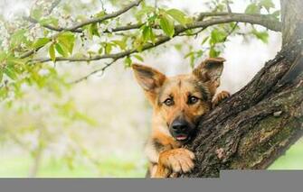 German Shepherd Dog Snout Wood Wallpaper