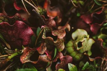 Shallow Focus Photo Of Green Plants Botanical Image