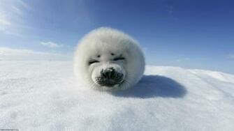 Harp Seal Pup Greenland HD Wallpaper Creative Pics
