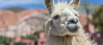 Lama Wallpaper Animal Hq Picture