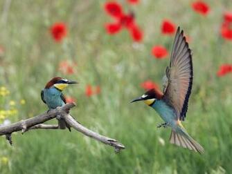 Flowers For Flower Lovers And Birds Desktop Wallpaper