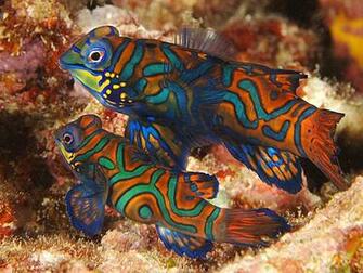 Free download Mandarin Fish Wallpapers [1006x668] for your Desktop