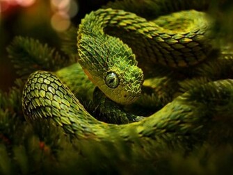 Viper Snake Wallpaper