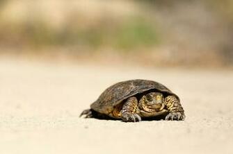 Tortoise Pictures Image